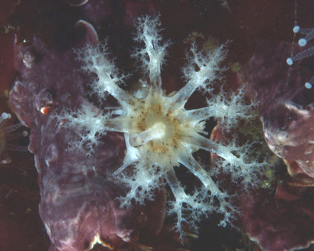 Image of peppered sea cucumber