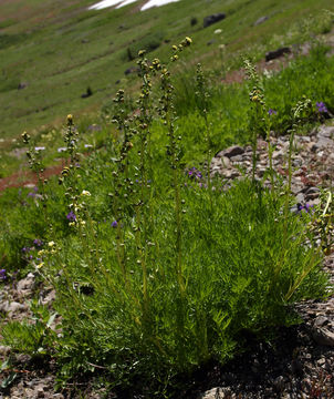 Image of boreal sagebrush