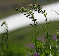 Artemisia norvegica subsp. saxatilis (Bess.) H. M. Hall & Clem.的圖片