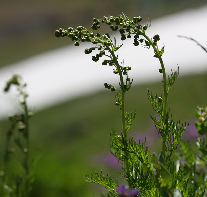 Image de Artemisia norvegica subsp. saxatilis (Bess.) H. M. Hall & Clem.