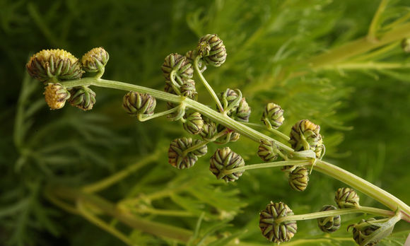 Image de Artemisia norvegica subsp. saxatilis (Bess.) H. M. Hall & Clem.