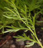 Image de Artemisia norvegica subsp. saxatilis (Bess.) H. M. Hall & Clem.