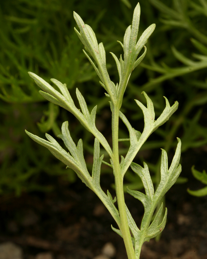 Image de Artemisia norvegica subsp. saxatilis (Bess.) H. M. Hall & Clem.