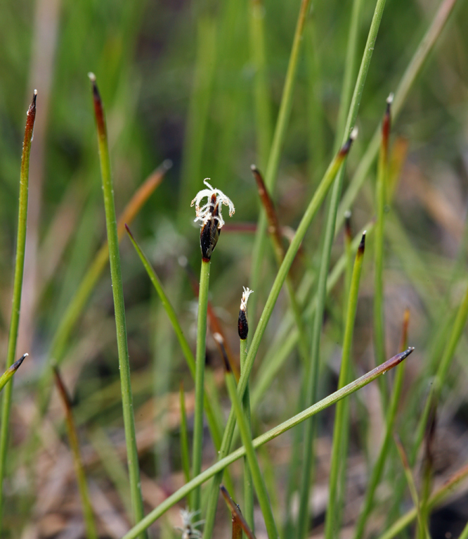 Imagem de Eleocharis quinqueflora (Hartmann) O. Schwarz