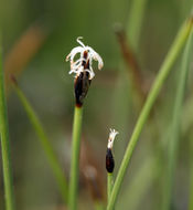 Imagem de Eleocharis quinqueflora (Hartmann) O. Schwarz