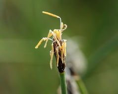 Imagem de Eleocharis quinqueflora (Hartmann) O. Schwarz