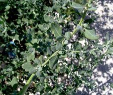 Plancia ëd Chenopodium opulifolium Schrader