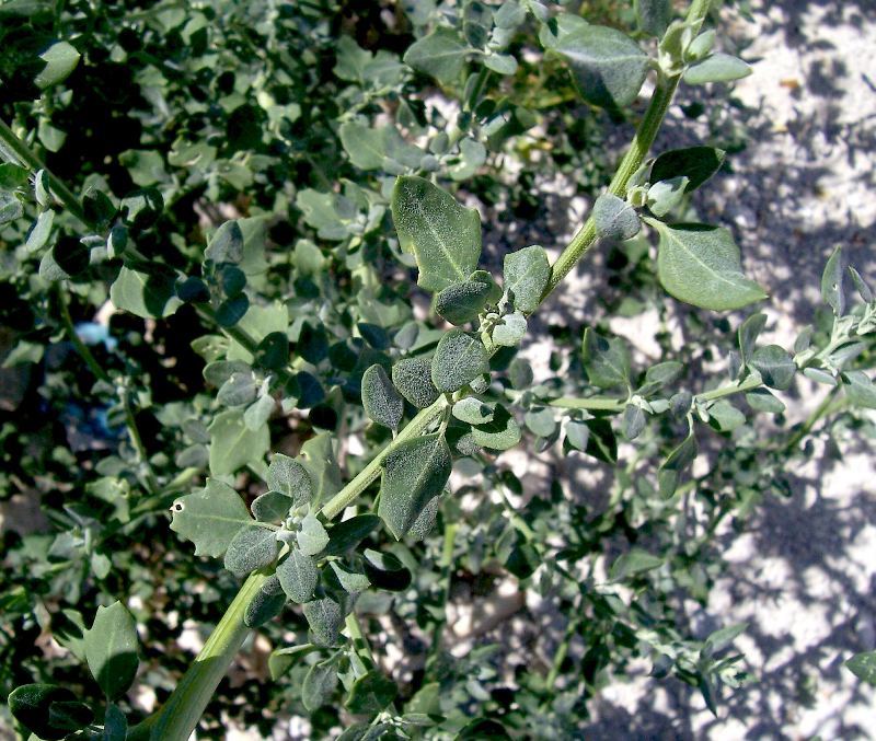 Image of Grey Goosefoot