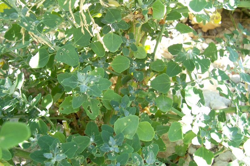 Plancia ëd Chenopodium opulifolium Schrader