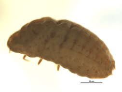 Image of Pseudococcinae