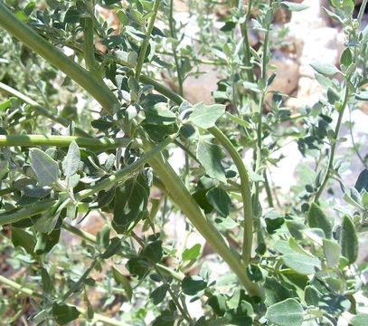 Plancia ëd Chenopodium opulifolium Schrader