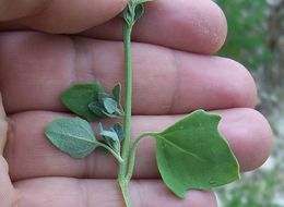 Image of Grey Goosefoot