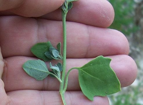 Plancia ëd Chenopodium opulifolium Schrader