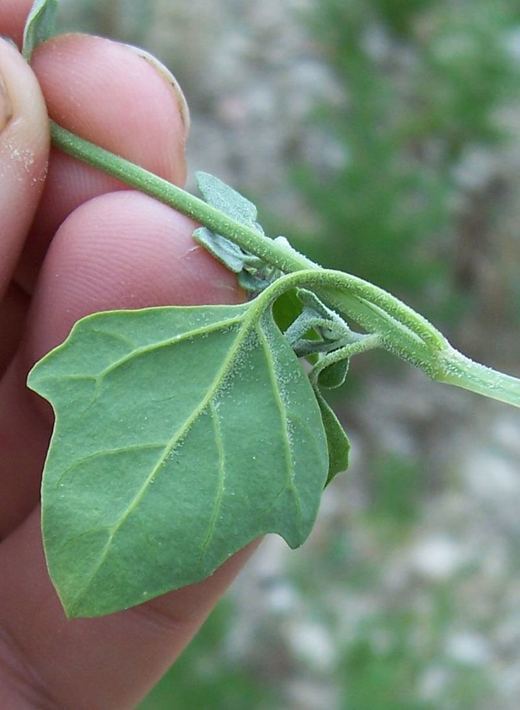 Plancia ëd Chenopodium opulifolium Schrader