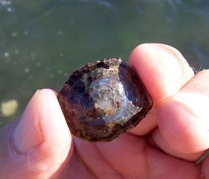 Image of Mediterranean limpet