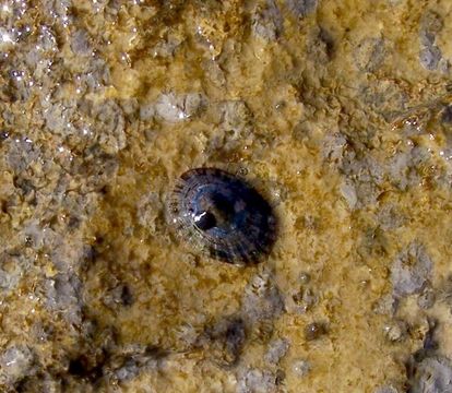 Image of Mediterranean limpet