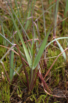 Imagem de Torreyochloa erecta (Hitchc.) Church