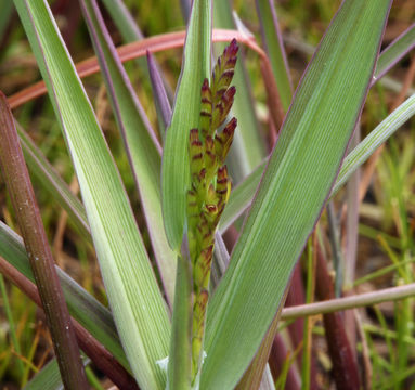 Image of Spiked False Manna Grass