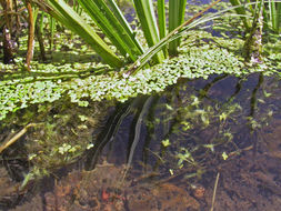 Image of Duckweed