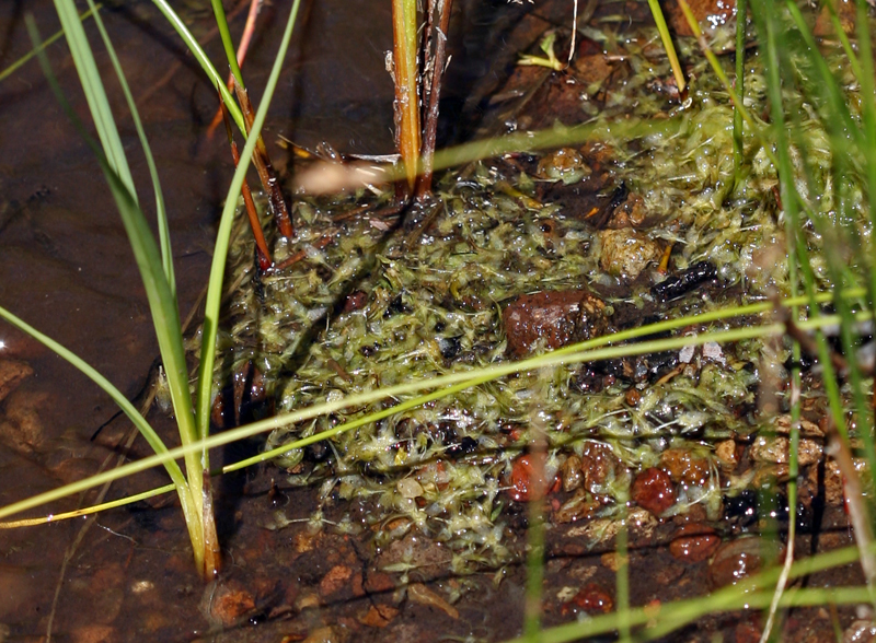 Image of Duckweed