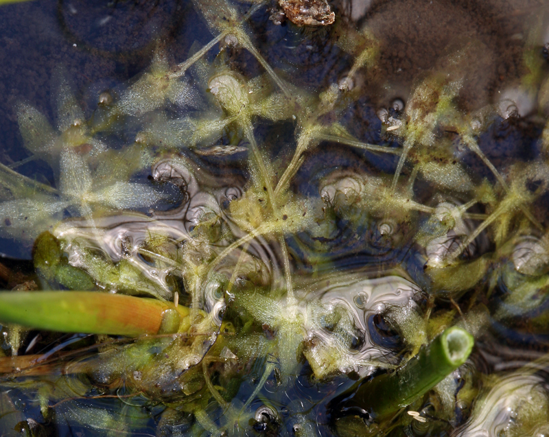 Image of Duckweed