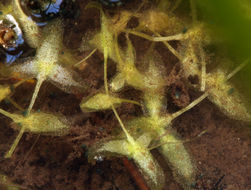 Image of Duckweed