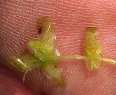 Image of Duckweed