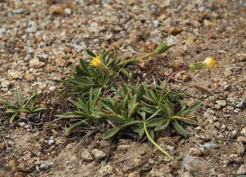 Image of stem raillardella