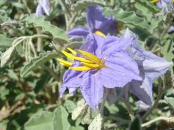 Imagem de Solanum dimidiatum Rafin.