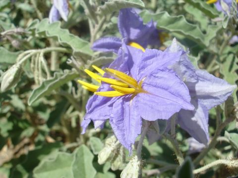 Solanum dimidiatum Rafin.的圖片