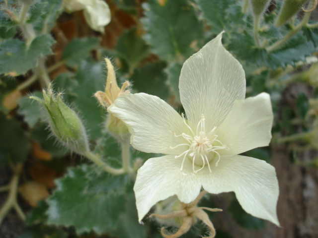 Image of desert stingbush