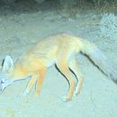 <i>Vulpes macrotis arsipus</i> resmi