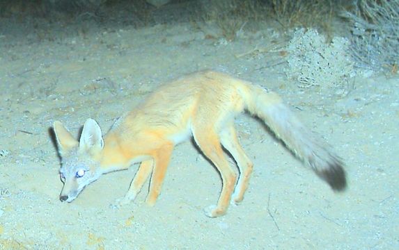 <i>Vulpes macrotis arsipus</i> resmi