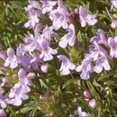 Image of Satureja subspicata subsp. liburnica