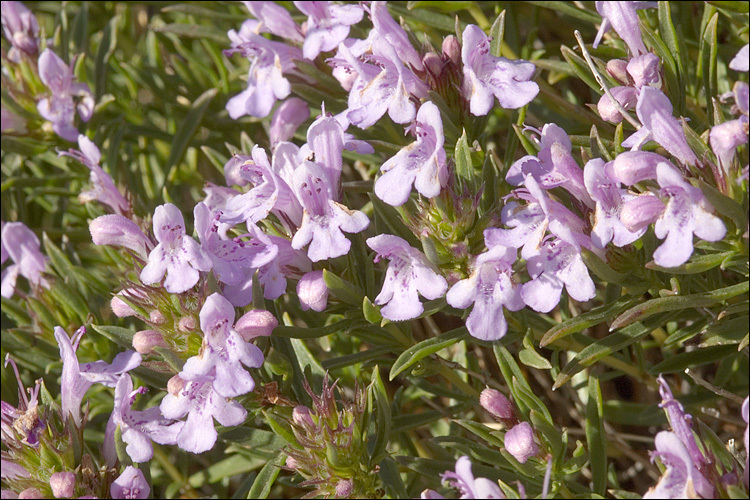 Слика од Satureja subspicata subsp. liburnica