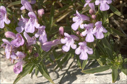 Слика од Satureja subspicata subsp. liburnica