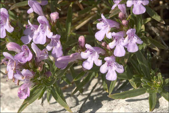 Imagem de Satureja subspicata subsp. liburnica