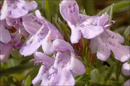 Image of Satureja subspicata subsp. liburnica