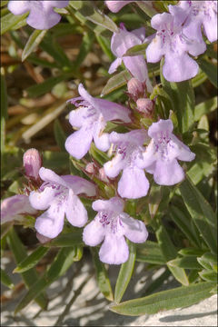 Imagem de Satureja subspicata subsp. liburnica