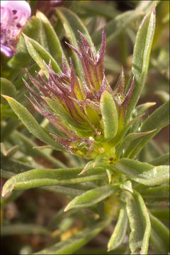 Imagem de Satureja subspicata subsp. liburnica