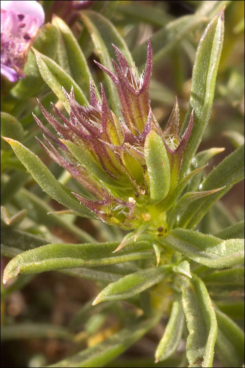 Image of Satureja subspicata subsp. liburnica