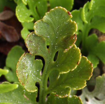 Sivun Cryptogramma acrostichoides R. Br. apud Richards. kuva