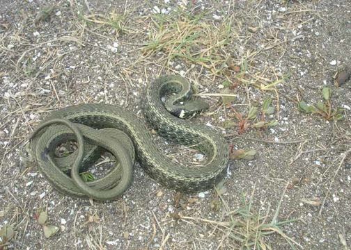 Image of Grass Snake