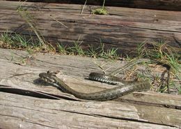 Image of Grass Snake