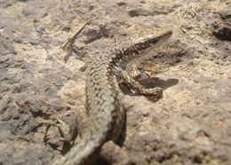 Image of Radde's Lizard