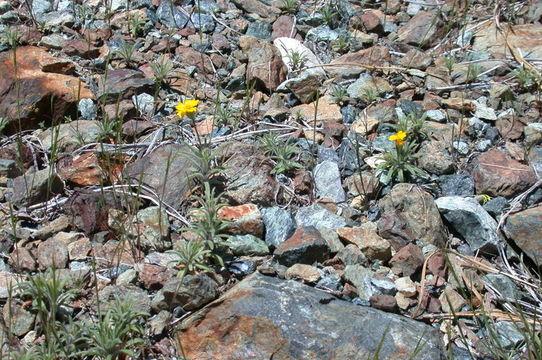 Image of Stebbins' tarweed