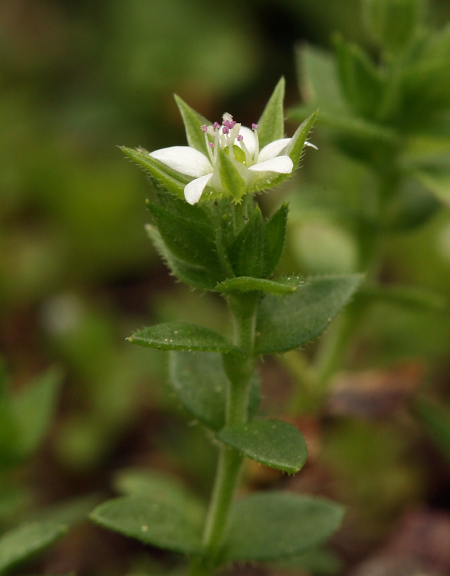 Image of Arenaria serpyllifolia subsp. serpyllifolia