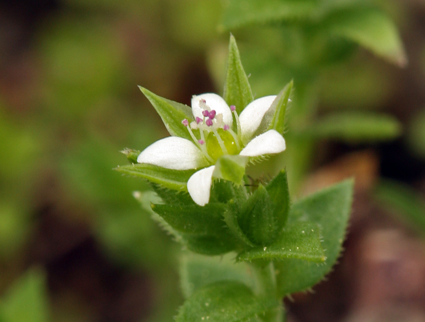 Image of Arenaria serpyllifolia subsp. serpyllifolia