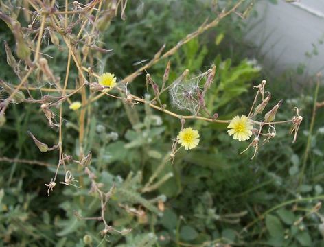 Lactuca serriola L. resmi