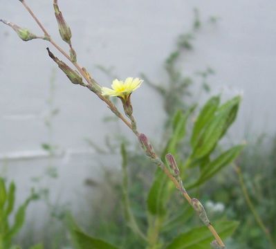 Lactuca serriola L. resmi